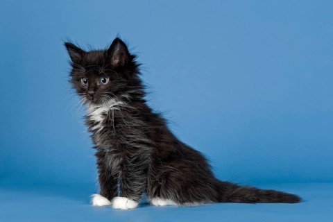 Norwegian Forest kitten