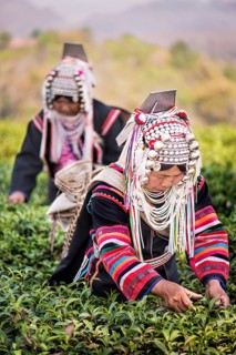 Akha hill tribe women picking tea