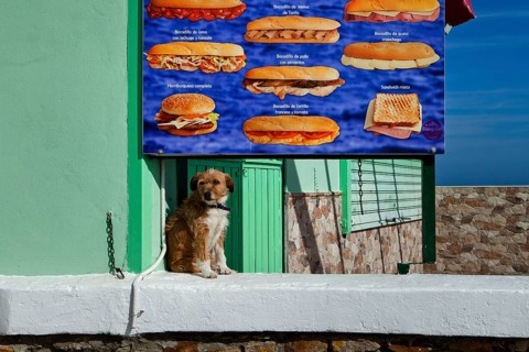 A dog sitting in front of a poster showing snacks