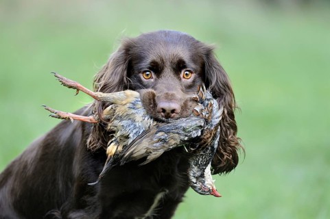 Domestic Dog