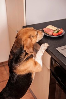 Beagle begging for food in the kitchen
