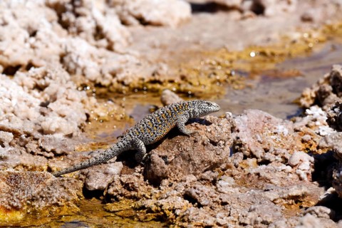 Fabian's lizard (Liolaemus fabiani)