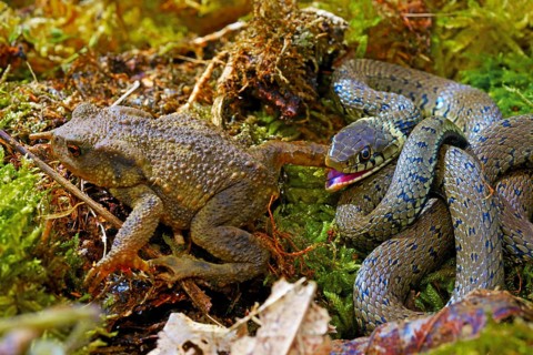 Barred grass snake (Natrix helvetica)