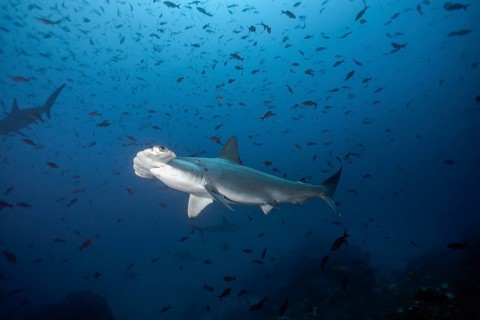 Scalloped Hammerhead Sharks (Sphyrna lewini)