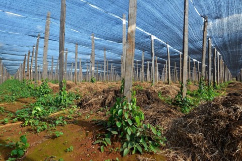 Pepper plantation