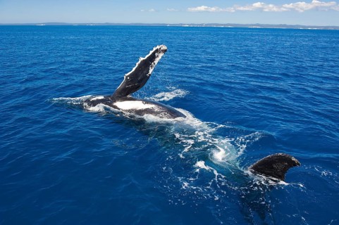 Humpback Whale (Megaptera novaeangliae)
