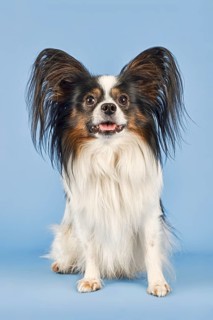 Papillon