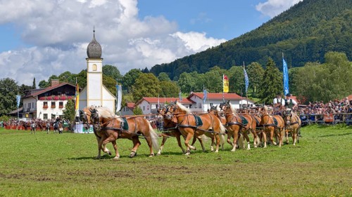 Ten-horse carriage with Haflinger horses from Leitzachtal Valley