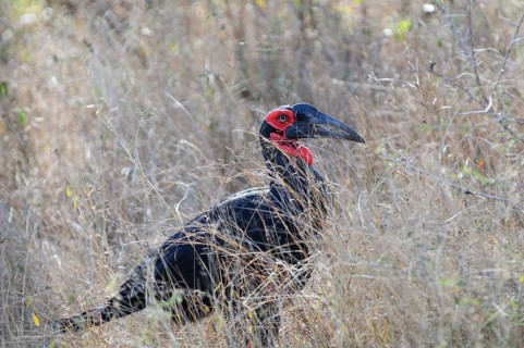 Southern ground hornbill (Bucorvus leadbeateri) in tall grass