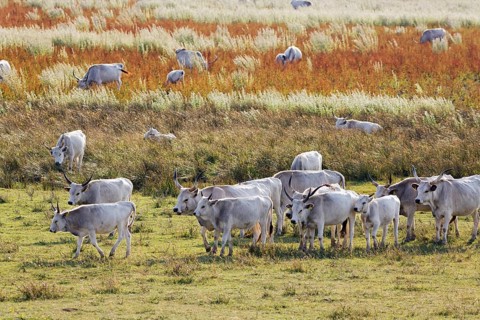 Herd