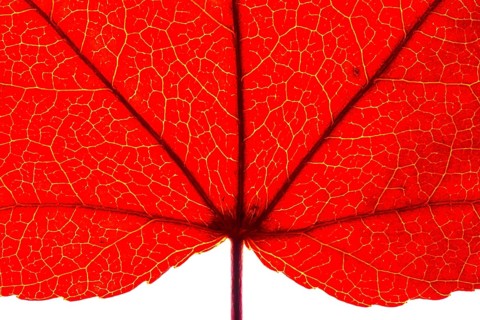 Autumn leaf