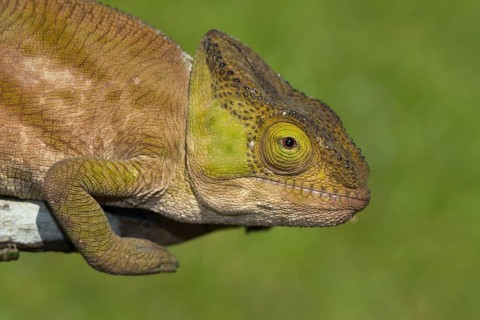 Parson's chameleon (Calumma parsonii cristifer) in the rainforest of Andasibe