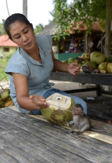Young Northern pig-tailed macaque (Macaca leonina) is fed by a woman with a straw