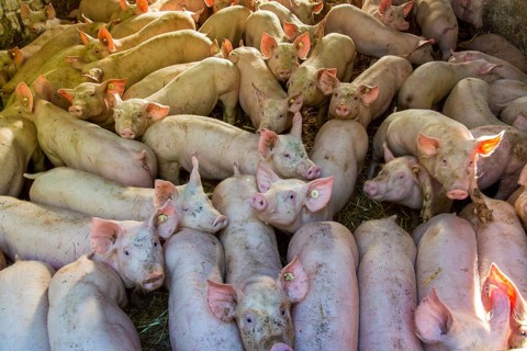 Piglets in a stable