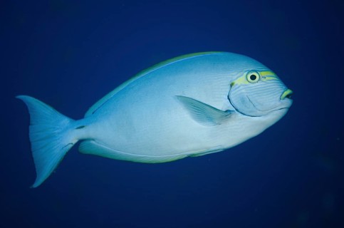 Elongate Surgeonfish (Acanthurus mata)