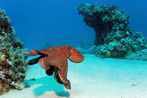 Big Blue Octopus (Octopus cyanea)