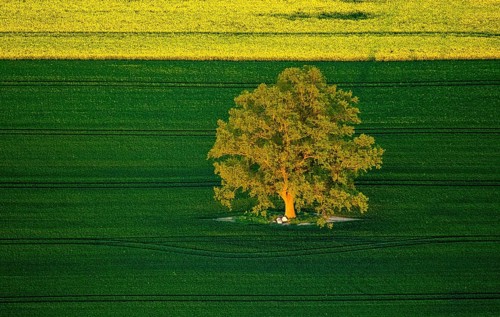 Tree in a green field