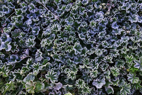 Lady's Mantle (Alchemilla sp.) with morning frost