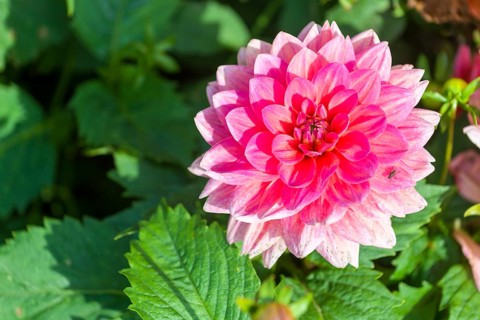 The blossom of a Dahlia 'Berliner Kleene'