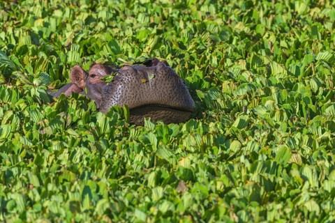 Hippopotamus (Hippopotamus amphibius) in a pond covered with water lettuce
