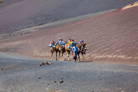 Dromedary camels