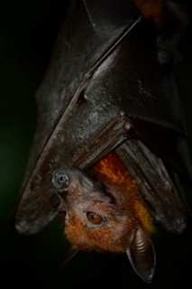 Flying Fox (Pteropus sp.)