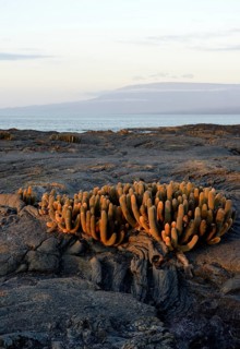 Lava Cactus (Brachycereus nesioticus) in evening light