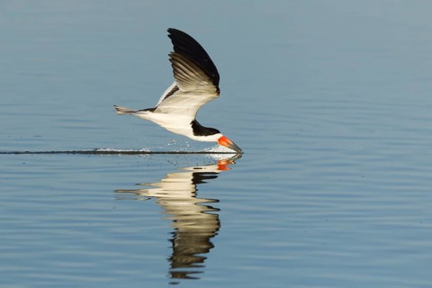 Black Skimmer (Rynchops niger)