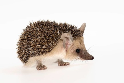 Egyptian Long-eared Hedgehog (Hemiechinus auritus aegypticus)