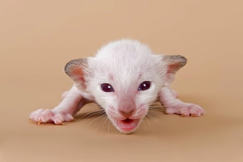 Siamese kitten