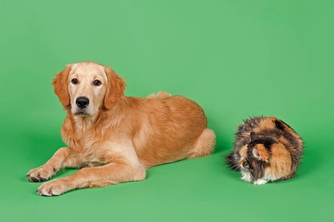 Golden Retriever
