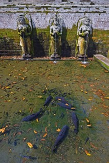 Water pool with water spouts and fish in the Goa Gaja Elephant Temple