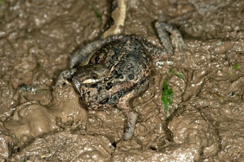 Banded Cat-eyed Snake (Leptodeira annulata) with a Ditch Frog or White-lipped Frog (Leptodactylus) in its mouth