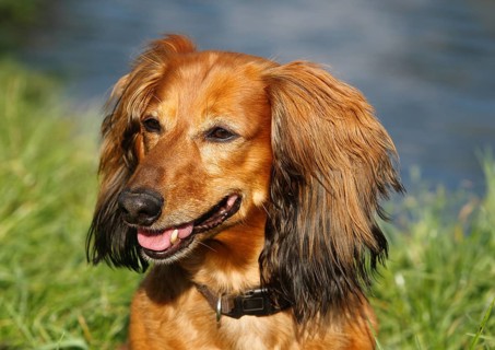Long-haired dachshund