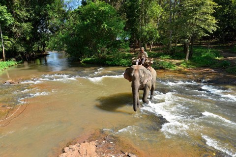 Elephant trekking in the jungle
