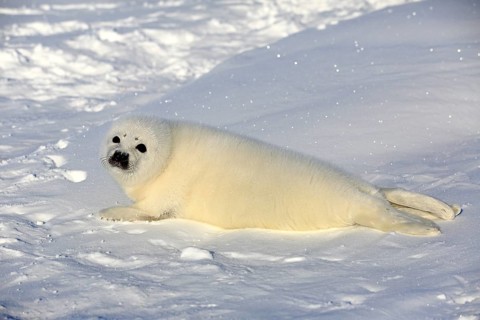 Harp Seal or Saddleback Seal (Pagophilus groenlandicus