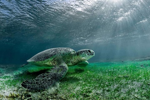 Green Turtle or Green Sea Turtle (Chelonia mydas)