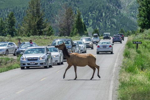 American Elk or Wapiti (Cervus canadensis)