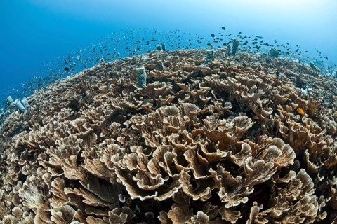 Chalice coral reef