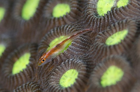 Toothy Goby (Pleurosicya mossambica)