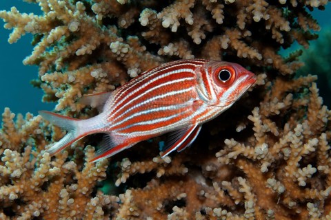 Crowned squirrelfish (Sargocentron diadema) hiding in Agropora-stone coral (Agropora sp.)