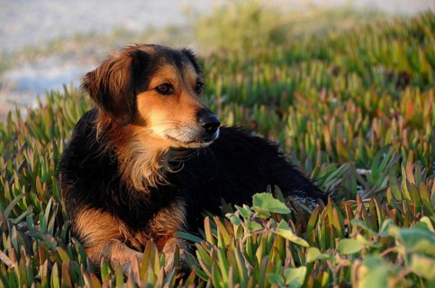 Stray dog with wet fur