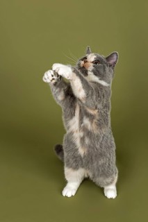 British Shorthair kitten