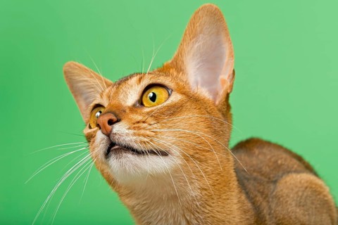 Abyssinian cat