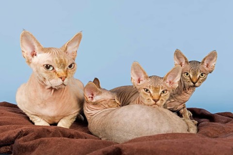 Devon Rex cat with three kittens