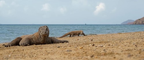 Komodo Dragons (Varanus komodoensis)