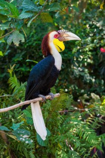 Wreathed Hornbill or Bar-pouched Wreathed Hornbill (Rhyticeros undulatus)