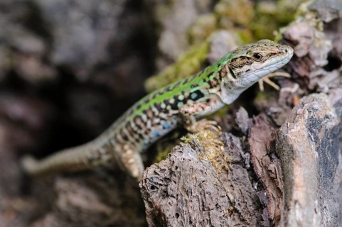 Italian Wall Lizard (Podarcis siculus)