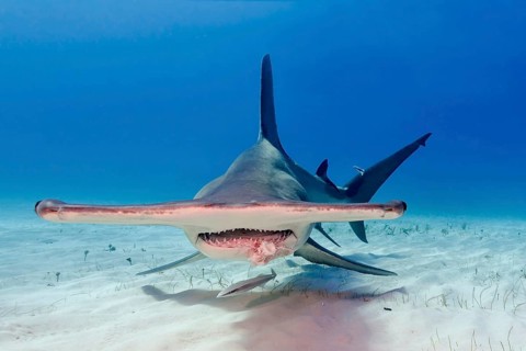 Great hammerhead shark (Sphyrna mokarran)