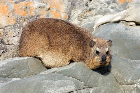 Rock Hyrax (Procavia capensis)